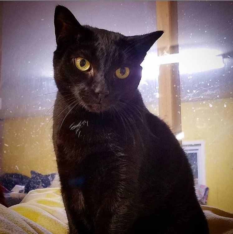 Pepper